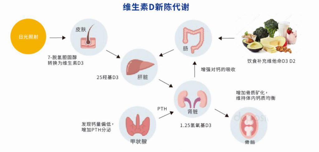 维生素 D 新陈代谢过程