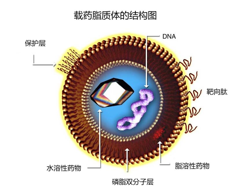 流池法与脂质体结构